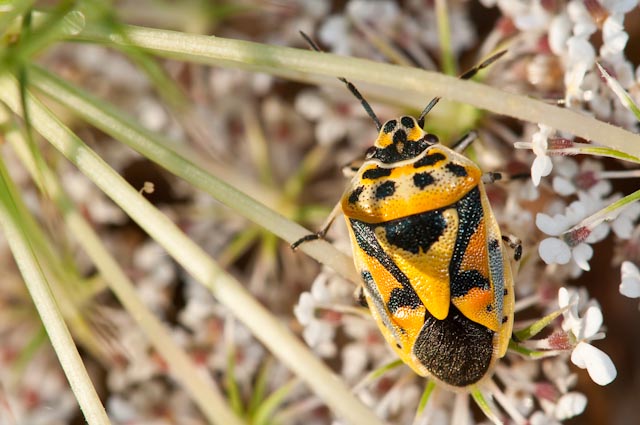 Pentatomidae: Eurydema ornata di Orvieto